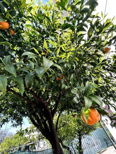 an orange tree with lots of oranges on it at CASA PRIMO in Villa Rosa