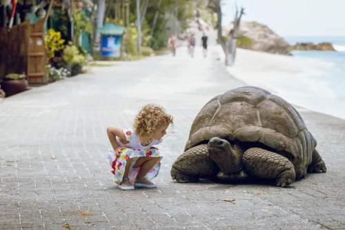 a little girl sitting next to a large tortoise at Royale Suites by Arc Royal Luxury Apts in Anse Royale