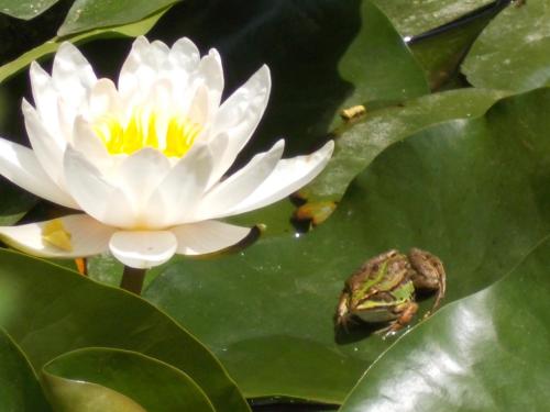 a frog sitting on a water lily pad at B&B Il Giardino Acquatico in Coppito