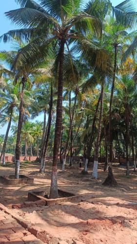 a group of palm trees on a sandy beach at Coco Hut , Devbaug in Malvan