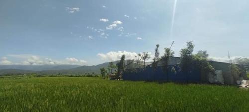 a field of green grass next to a blue fence at Gadyauli Village in Chitwan