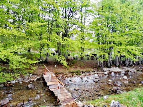 drewniany most nad rzeką z drzewami w obiekcie EKO KAMP „LUKE“ w mieście Nikšić