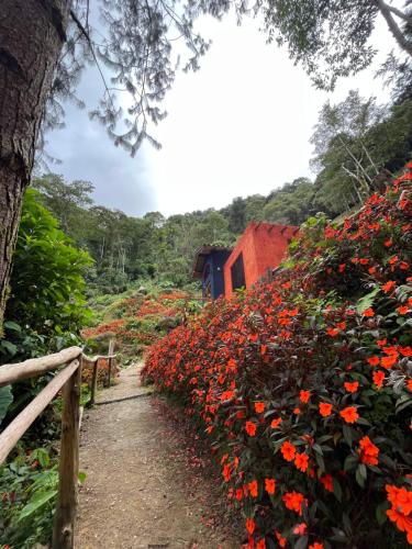 a path through a field of flowers at Finca Montmagica in Floridablanca