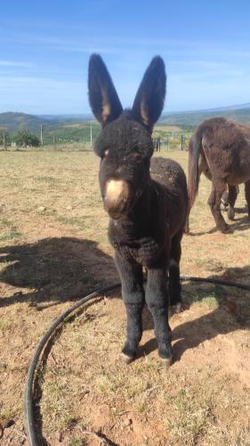 un petit âne noir debout dans un champ dans l'établissement Hotel Rural Sra De Pereiras, à Vimioso