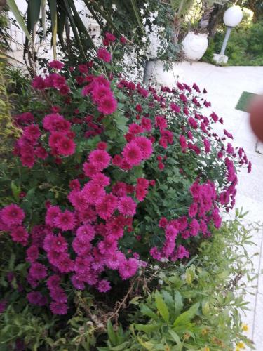 un mazzo di fiori rosa e viola in un giardino di Belle maison à proximité de la mer a La Marsa