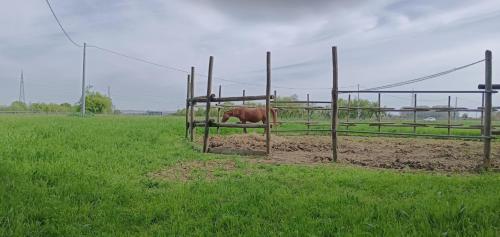 a brown horse standing in a field behind a fence at La Maison Rouge in Crespellano