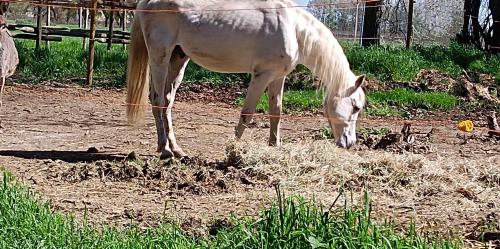 a white horse eating grass in a field at La Maison Rouge in Crespellano