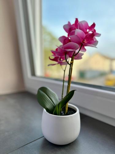a white vase with a pink flower in a window at Modernes Apartment am Dreiländereck in Alsdorf