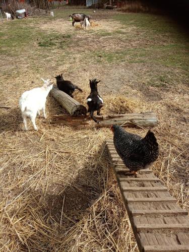 a cat and chickens in a field with hay at Ein Hauch von Orient in Eggesin