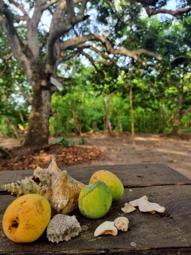 a group of fruits and vegetables on a wooden table at Eco-Camping Mango Feliz Rincón del Mar in San Onofre