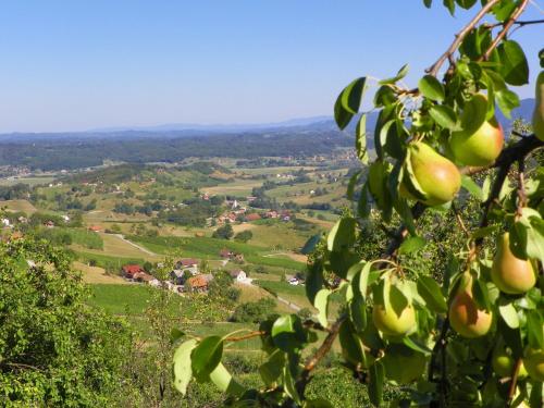 an apple tree with a view of a valley at HERBALIJA Apartment Herbalija - sorrounded by Nature in Podčetrtek