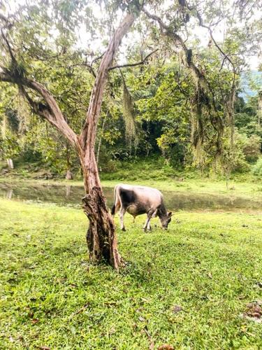Haiwan peliharaan atau haiwan-haiwan peliharaan yang menginap dengan tetamu di Recanto Águas do Quiriri