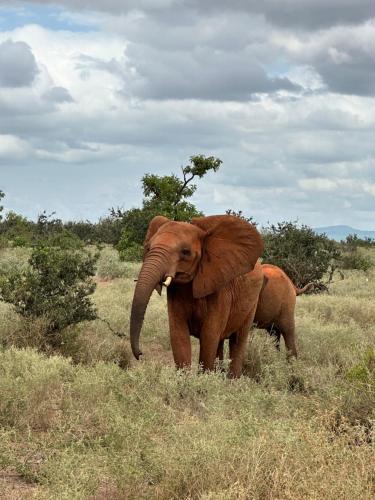 two elephants standing in a field of grass at YU Resort in Msambweni