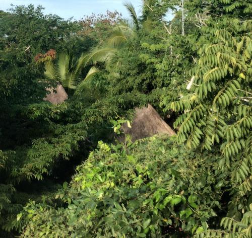 a forest filled with lush green trees and plants at Hotel y Museo Aldea Maya Toktli Orígenes - Casa Maya Toh - Alberca, Wifi Starlink, Tour Museo in Izamal