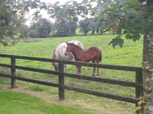 two horses standing in a field behind a fence at Bealkelly Country House in Killaloe