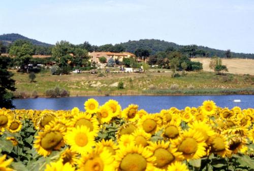 ein großes Feld von Sonnenblumen neben einem Wasserkörper in der Unterkunft Studio für 4 Personen  1 Kind ca 80 qm in Pievescola, Toskana Provinz Siena in Casole dʼElsa