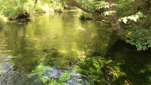 un fiume con alghe verdi in acqua di Nakanoyu Onsen Ryokan - Vacation STAY 18812v a Matsumoto