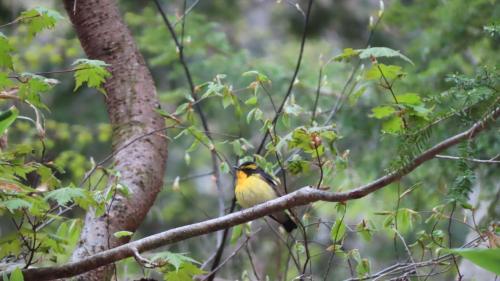 a yellow bird perched on a tree branch at Nakanoyu Onsen Ryokan - Vacation STAY 18812v in Matsumoto