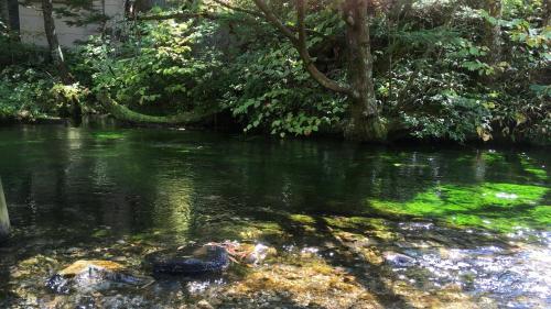 um jacaré no meio de um rio com árvores em Nakanoyu Onsen Ryokan - Vacation STAY 18829v em Matsumoto