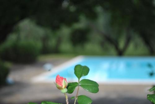 une fleur rouge devant une piscine dans l'établissement Romantisches Apartment für Paare mit Terrasse und Blick auf den Garten, à San Donato in Poggio