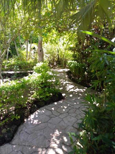 a walkway in the middle of a garden at Pension LE PASSAGE in Vaitoare