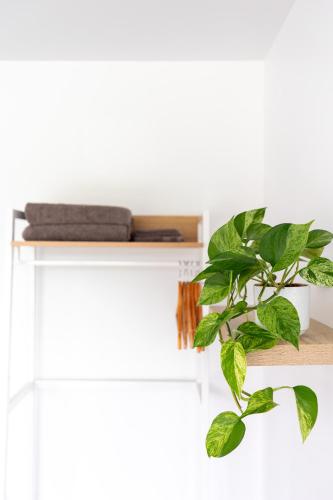 a plant on a shelf next to a white wall at Riverstone House in Camerons
