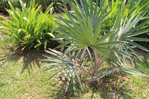 a group of palm trees in a garden at Jim Guesthouse in Kanchanaburi