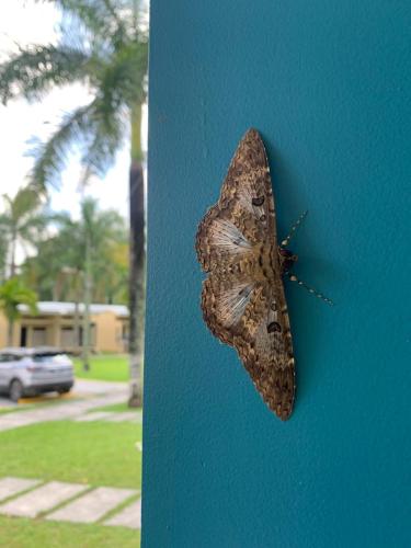 a butterfly is hanging on a blue wall at Hotel Los Rios in Guácimo