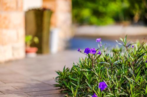 a plant with purple flowers on a sidewalk at Southern Sun Homestay North in Kenting