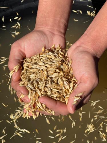 a person holding a handful of rice in their hands at maison d'hôtes yamine in Beni Mellal