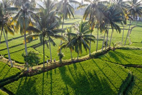 an aerial view of palm trees in a rice field at Wooden Ganeca Villas by Pramana Villas in Ubud