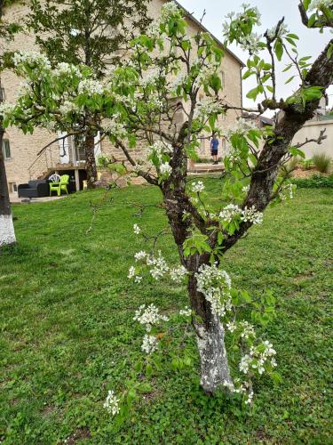 a tree with white flowers in a yard at Chambres d'Hôtes Le Moulin à Epices in Chargey-lès-Gray