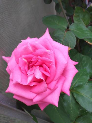 a pink rose in front of a fence at Ferienwohnungen am Hauptplatz in Pirna