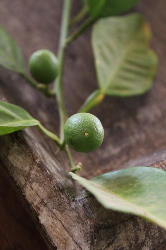 a close up of a green fruit on a plant at Arumvale Country Retreat in Swellendam