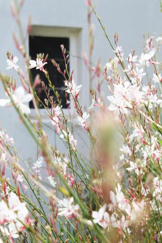 a bunch of pink flowers in front of a window at Arumvale Country Retreat in Swellendam
