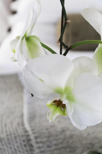 two white flowers are sitting on a table at Arumvale Country Retreat in Swellendam