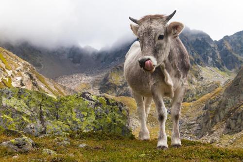 a cow standing on top of a mountain at Aktivhotel Waldhof in Oetz