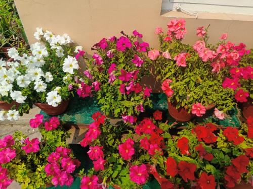 a bunch of flowers in pots on a wall at Anita's Home Aircondition in Kathmandu