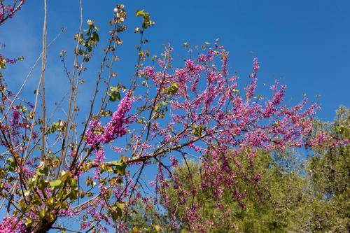 a tree with pink flowers against a blue sky at Dèpendance - Lequile - Alfa Country House in Lequile