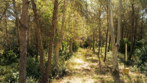 a dirt road through a forest with trees at ALFA COUNTRY HOUSE Villa Salento in Lequile