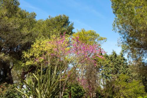 a tree with pink flowers in front of some trees at ALFA COUNTRY HOUSE Villa Salento in Lequile