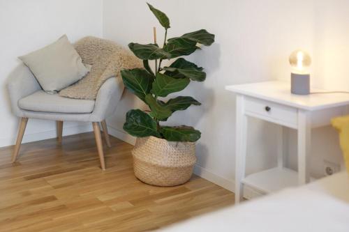 a plant in a room next to a chair and a table at Ferienwohnung Obsthof Fieß in Oberkirch