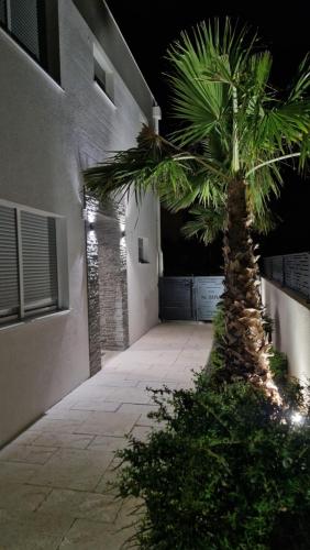 a palm tree in a courtyard next to a building at Villa Maris Nin in Nin
