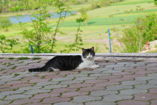 a black and white cat sitting on the ground at SuperPanorama GuestHouse in Kukës