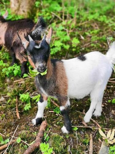 a baby goat standing in the grass with a ball in its mouth at Sky gazer cabin in the woods in Dublin