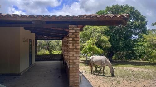 un caballo pastando frente a un edificio en Quintas da Lagoa Azul, en Nísia Floresta