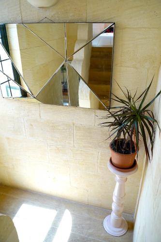 a potted plant in front of a mirror at Casa Sammy in Sannat