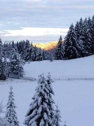 a snow covered tree in front of a forest of trees at Bed & Breakfast Jungholz - Pension Katharina in Jungholz