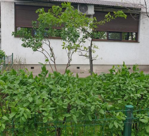 een heg van planten voor een gebouw bij Helia Apartment in Galaţi