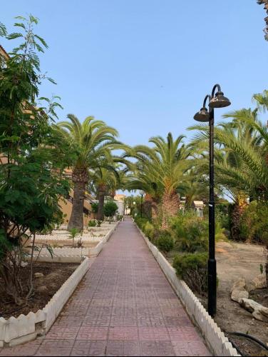 Under the Palm Trees